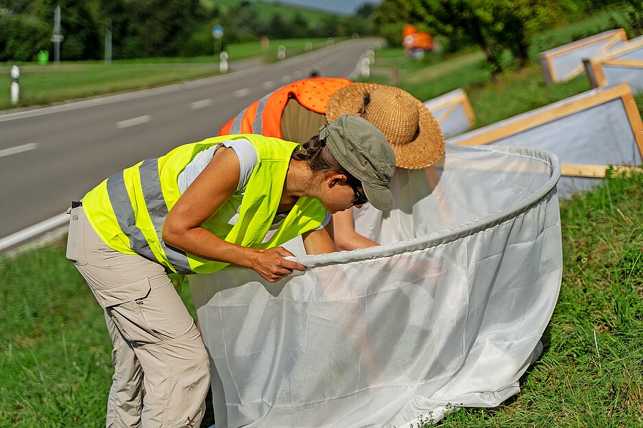 I ricercatori stanno contando le locuste nell’ambito del loro progetto.