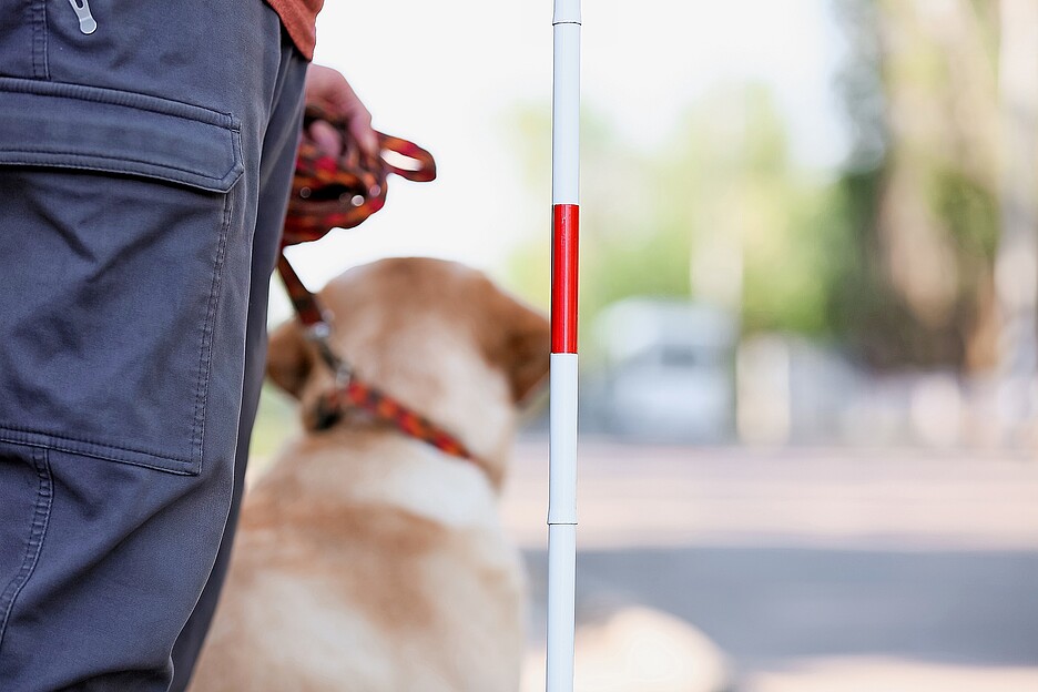 I cani da assistenza sono ammessi nelle amministrazioni comunali? È importante saperlo.